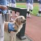 Illustration for article titled North Carolina Baseballs Secret Weapon Is This Dog